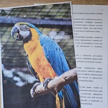 Друк А4 формату у чернетковій якості