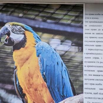 Друк А4 формату у чернетковій якості