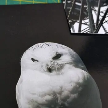 Друк фотографій 10 на 15